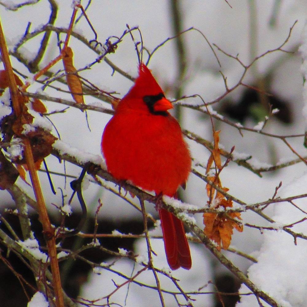 Meet your Posher, Dianna